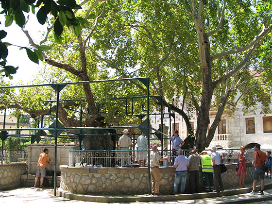 Tree of Hippocrates in Kos